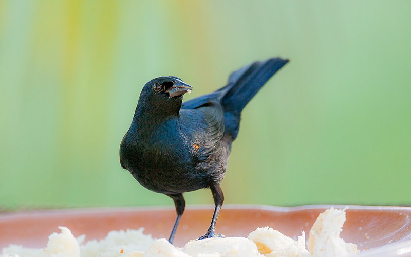 Tawny-shouldered blackbird
