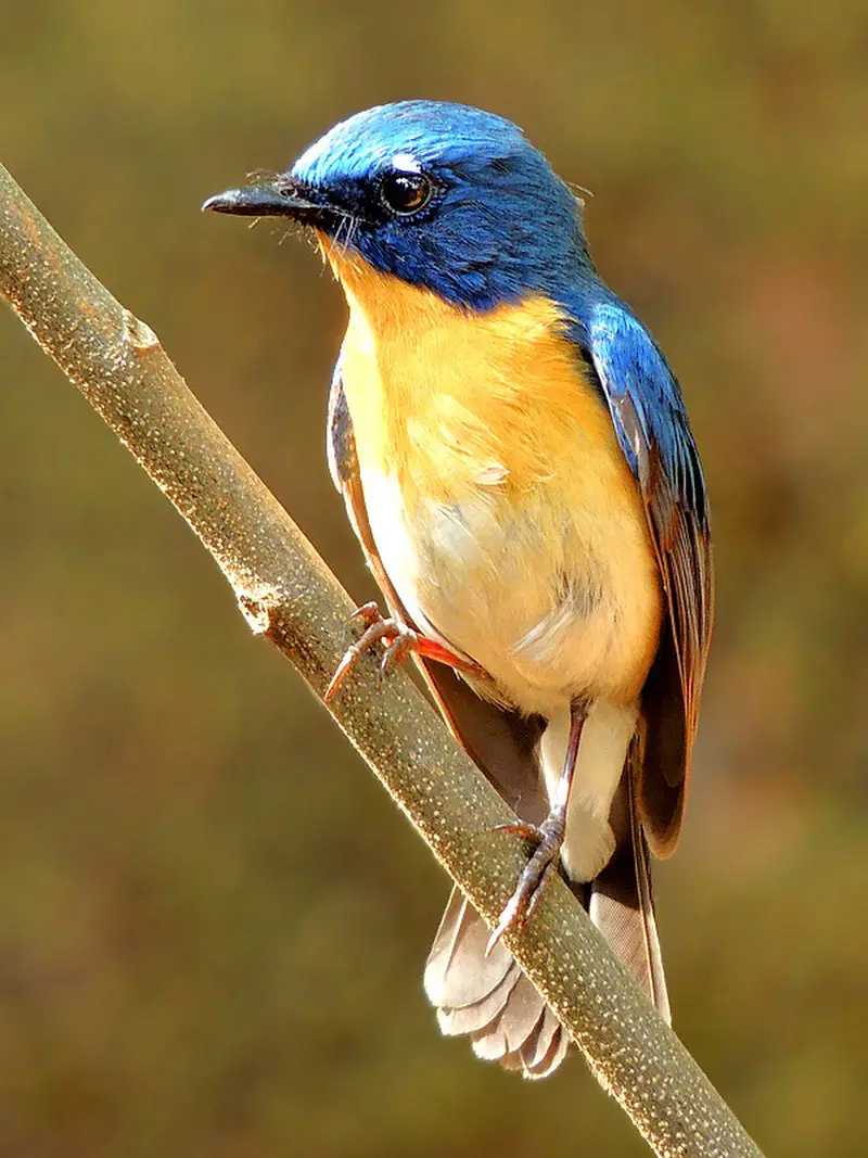 Tickell s blue flycatcher