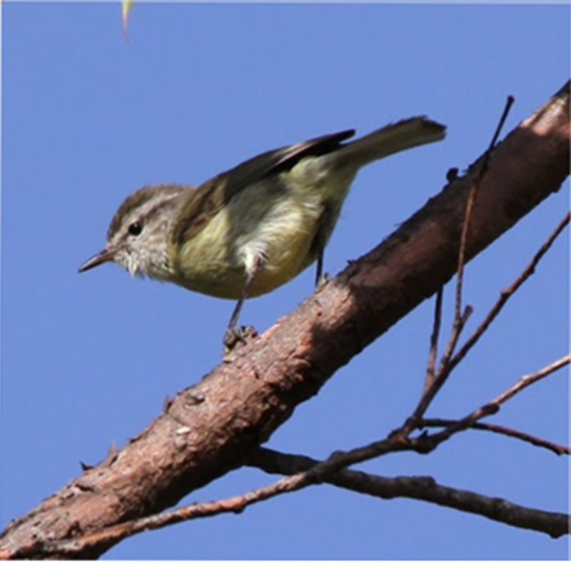 Timor leaf warbler