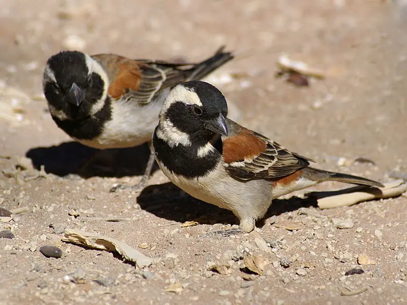 True sparrows