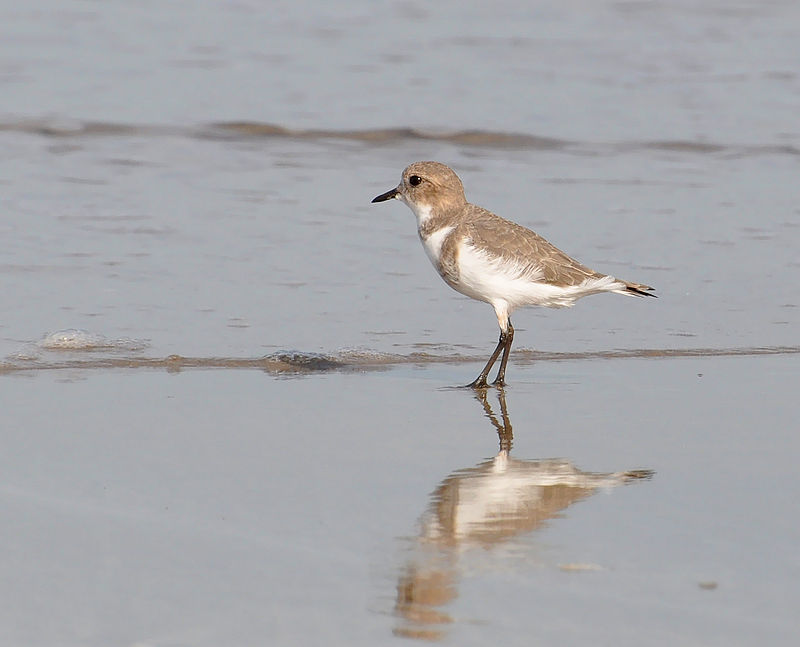 Two-banded plover