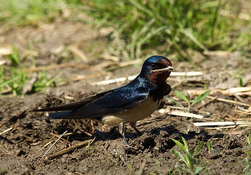Typical swallows