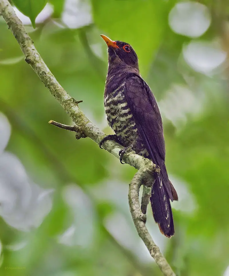 Violet cuckoo