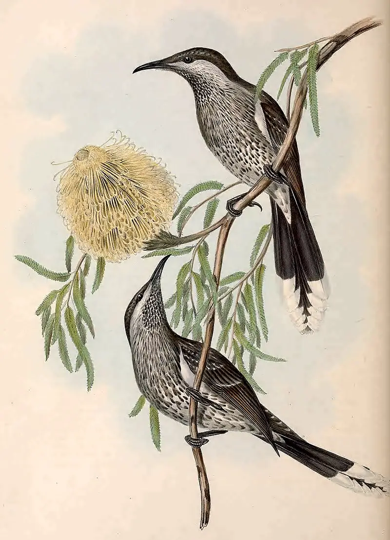 Western wattlebird
