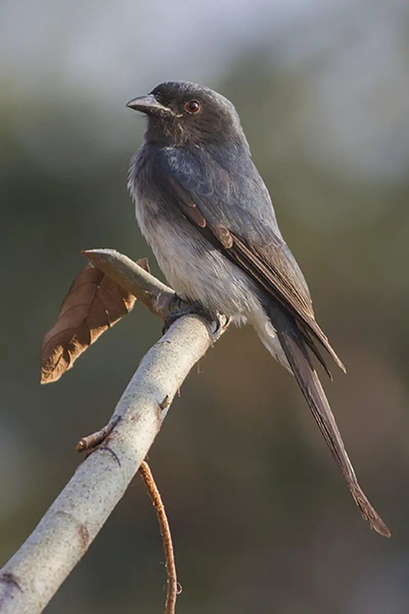 White-bellied drongo