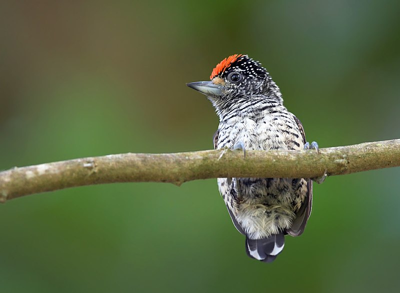 White-bellied piculet