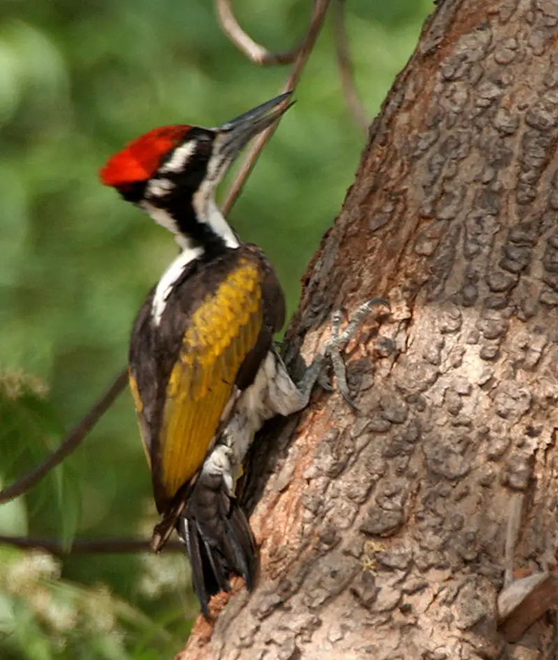 White-naped woodpecker