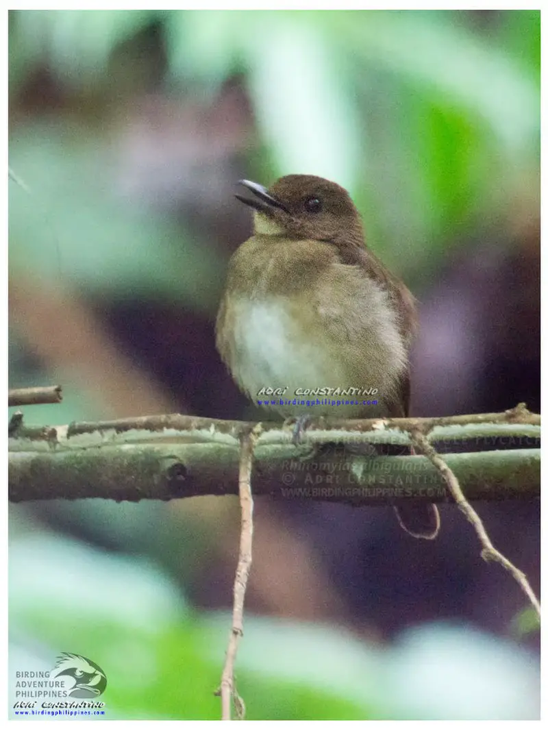 White-throated Jungle-flycatcher