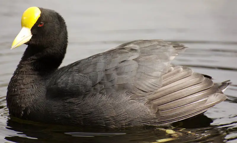 White-winged coot