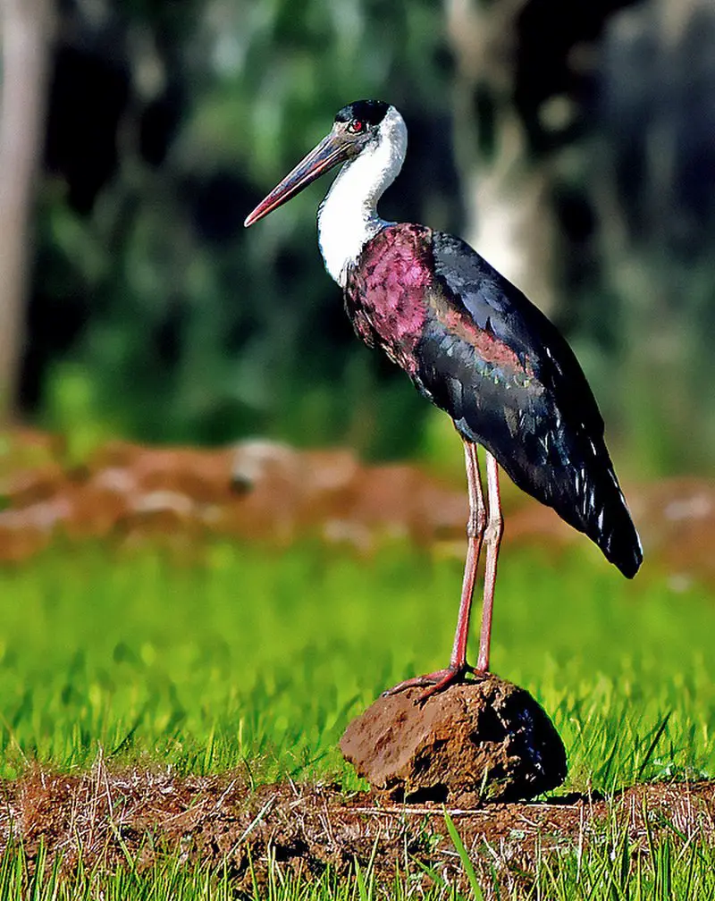Woolly-necked stork
