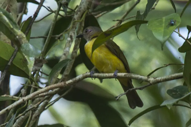 Yellow-bellied whistler
