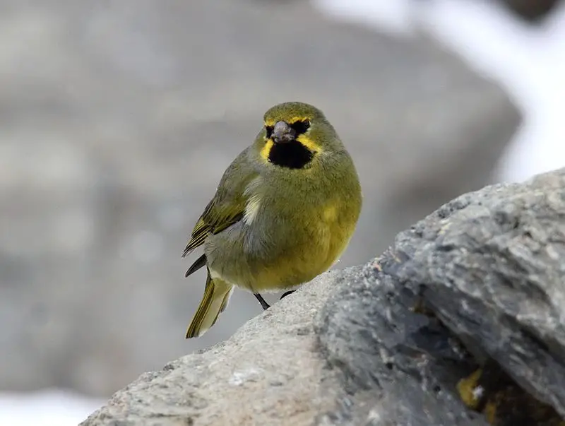 Yellow-bridled finch