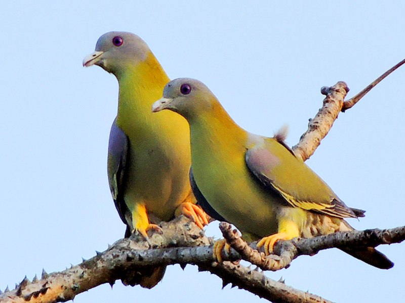 Yellow-footed green pigeon