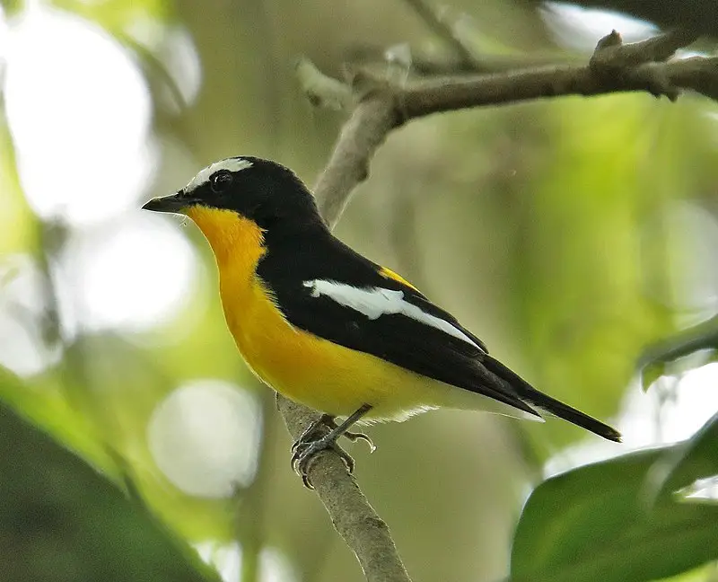 Yellow-rumped flycatcher