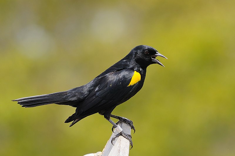 Yellow-shouldered blackbird