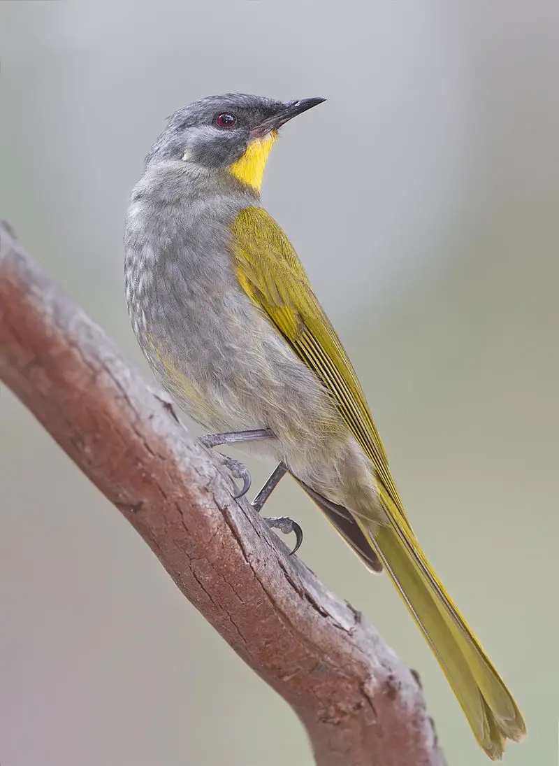 Yellow-throated honeyeater