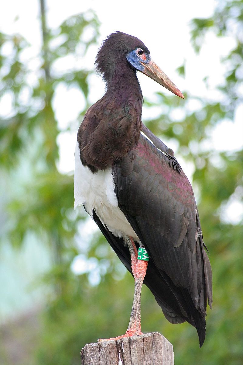 Abdim s stork