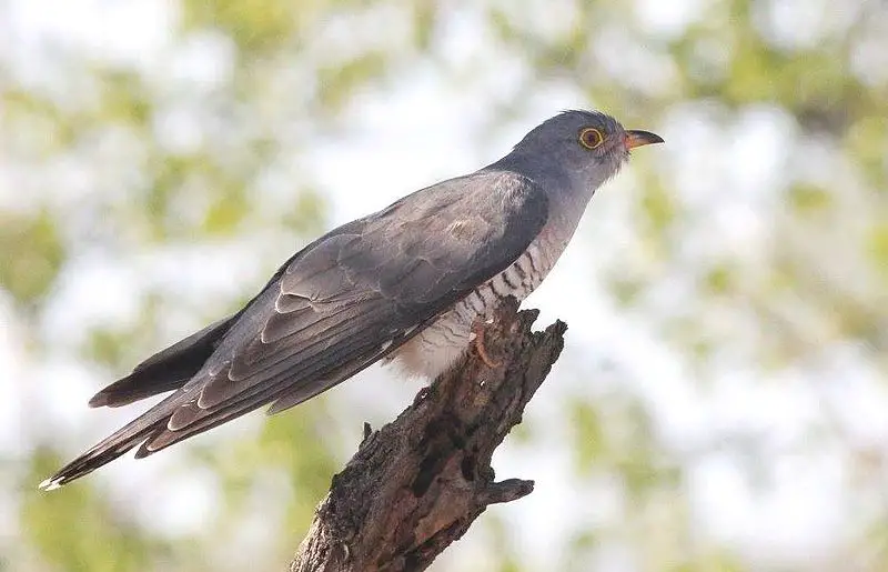 African cuckoo