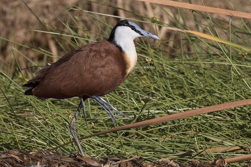 African jacana