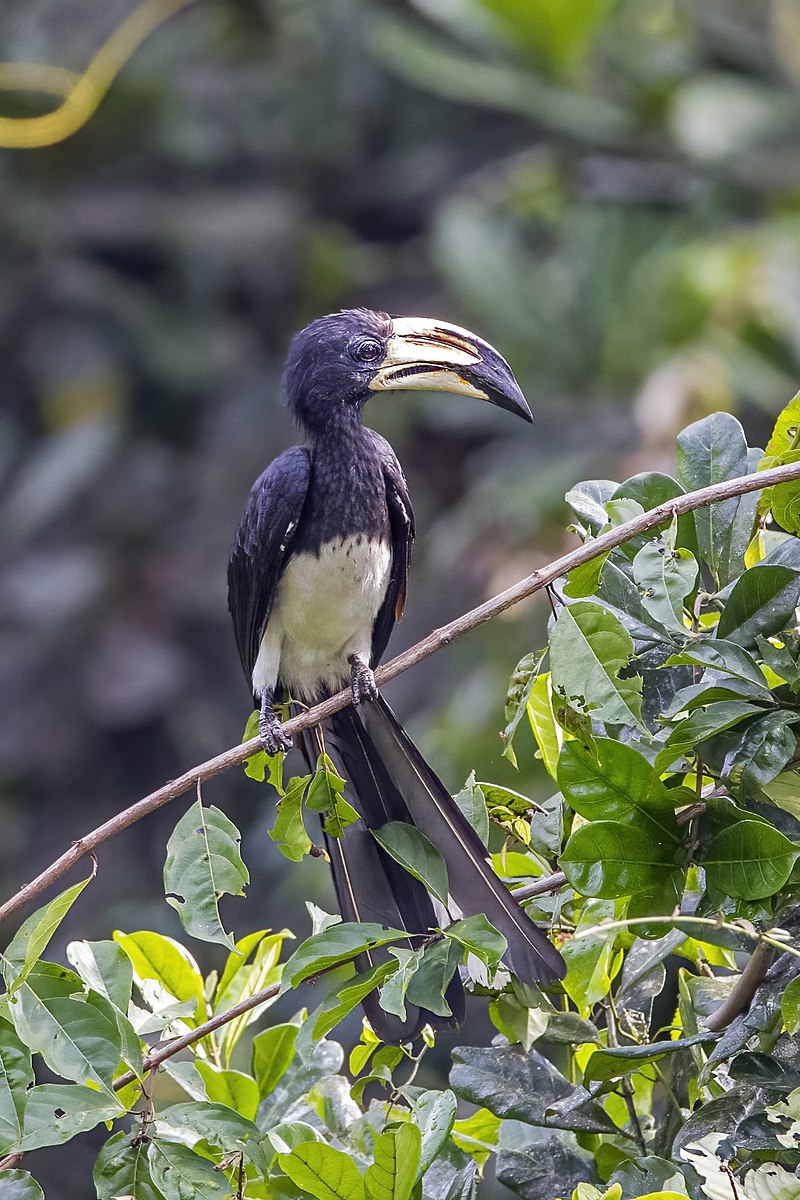 African pied hornbill