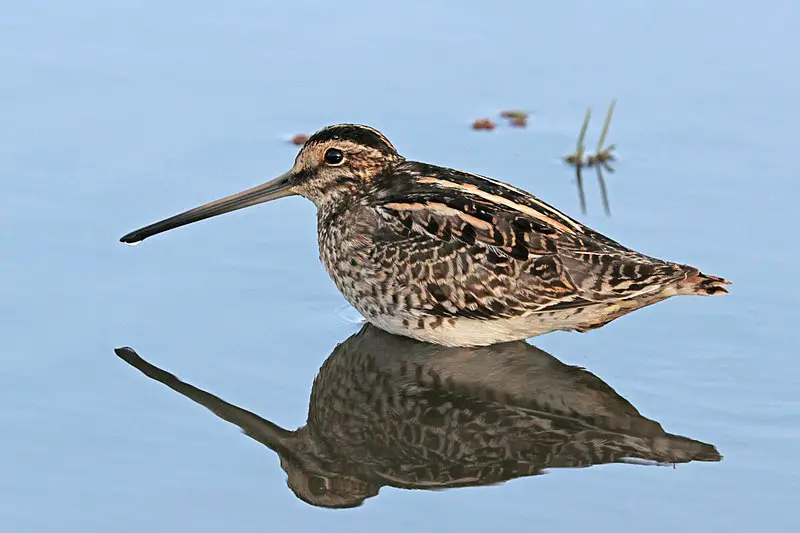 African snipe