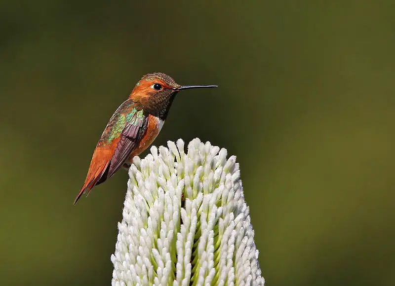 Allen s hummingbird