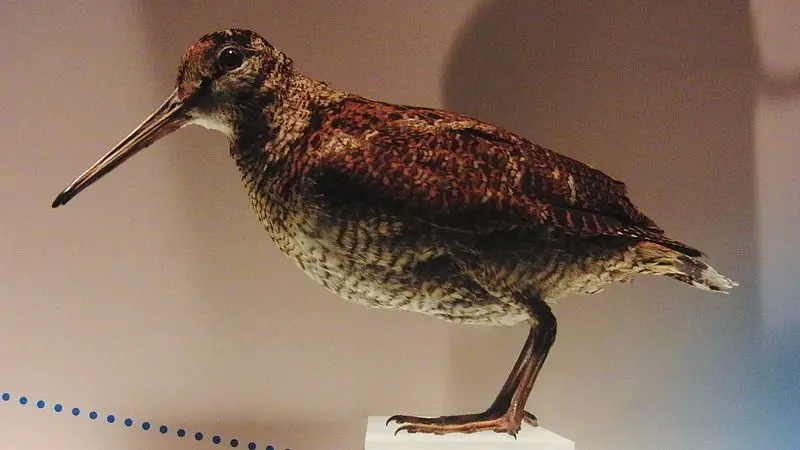 Amami woodcock