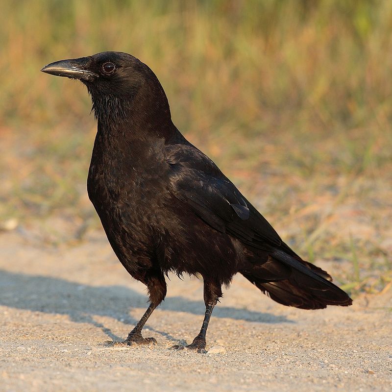 American crow