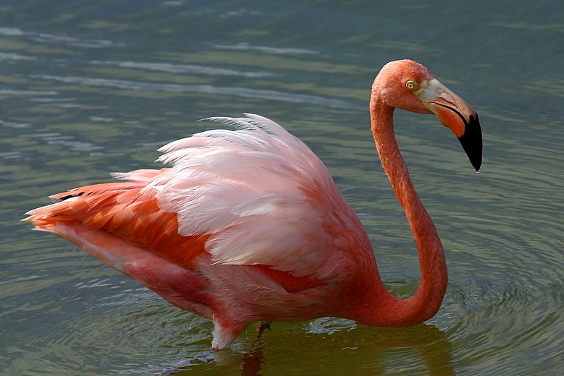 American flamingo