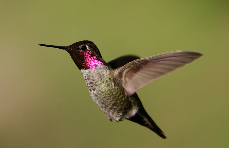 Anna s hummingbird