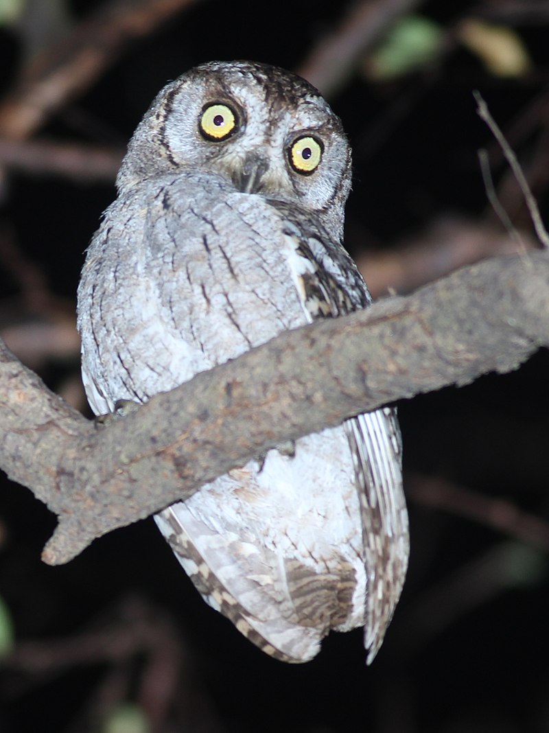 Arabian scops owl