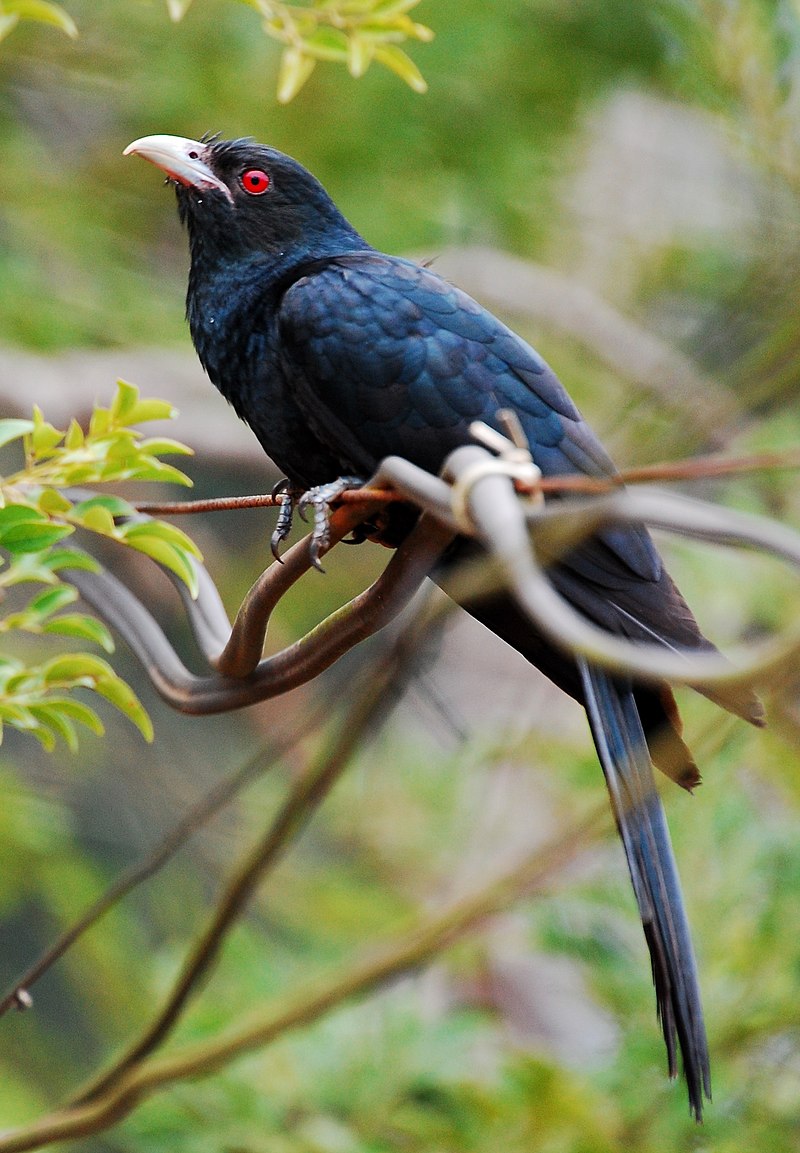 https://theworldsrarestbirds.com/assets/images/bird-keyword-images/asian-koel_29123.jpg?ezimgfmt=rs:382x551/rscb2/ngcb2/notWebP