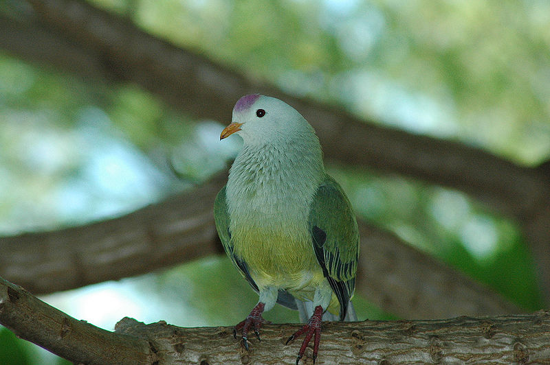 Atoll fruit dove