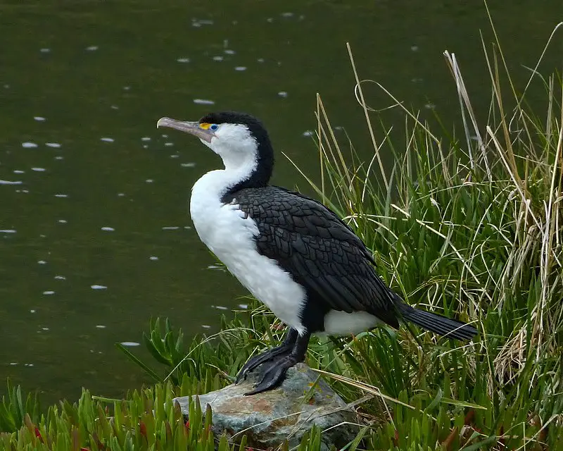 Australian pied cormorant