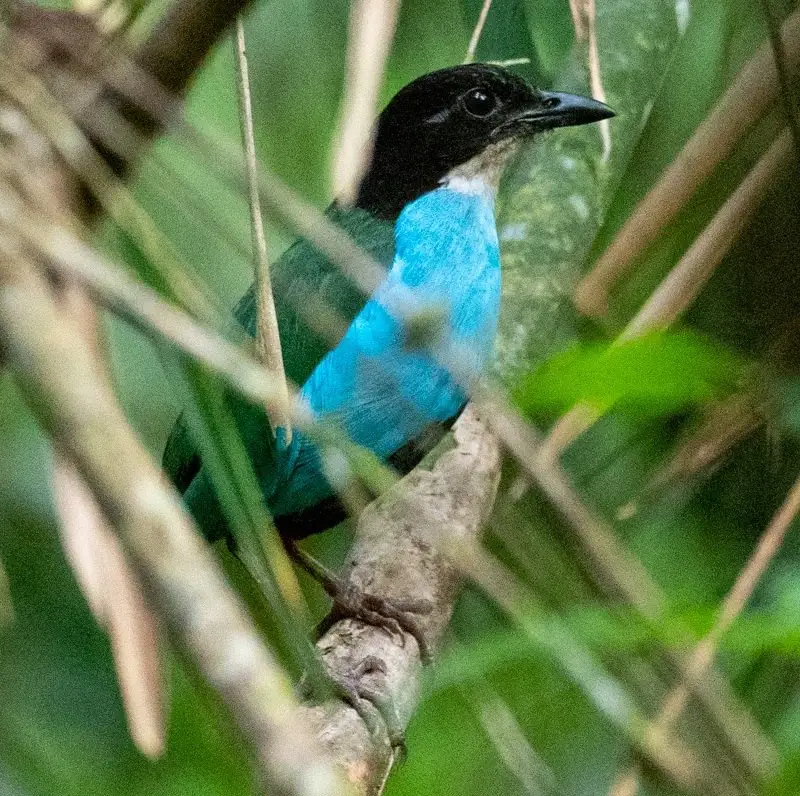 Azure-breasted pitta