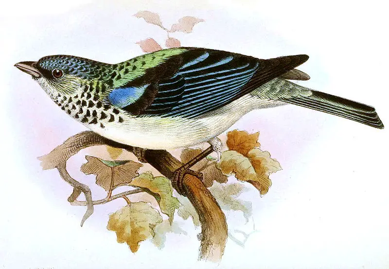 Azure-rumped tanager