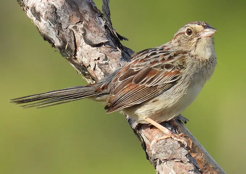 Bachman s sparrow