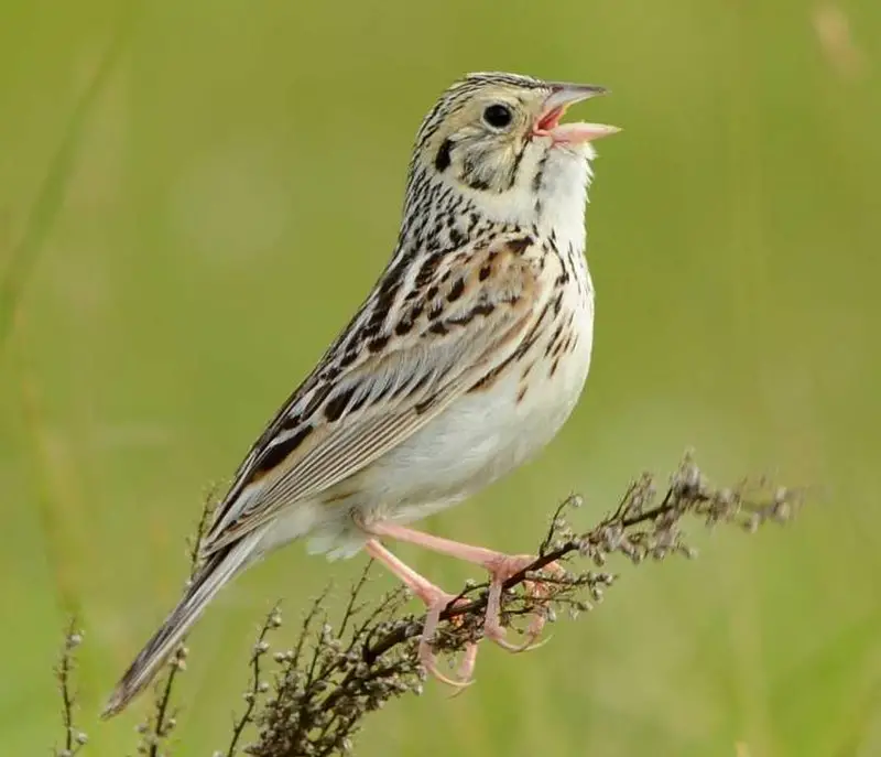Baird s sparrow