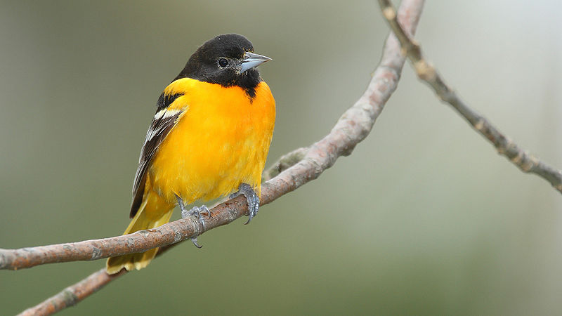 Baltimore oriole