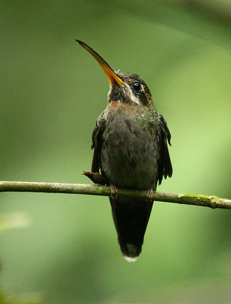 Band-tailed barbthroat