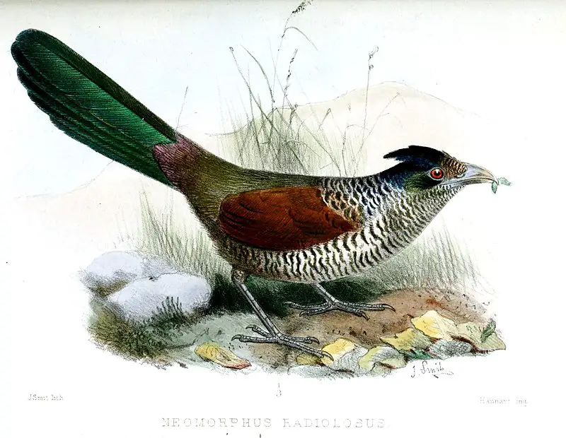 Banded ground cuckoo