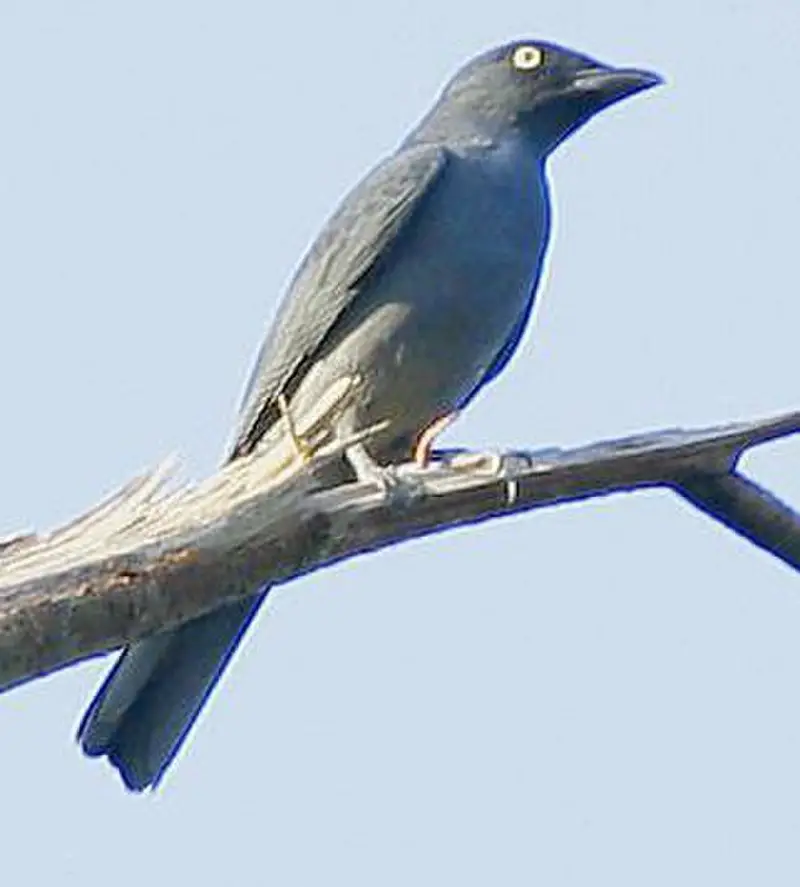 Bar-bellied cuckooshrike
