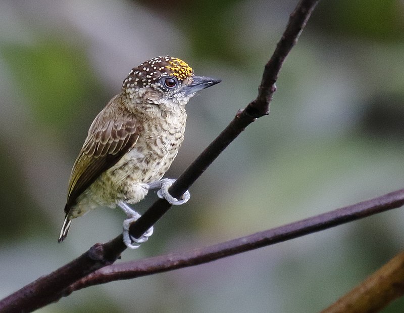 Bar-breasted piculet