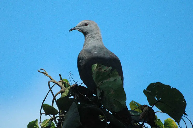 Barking imperial pigeon