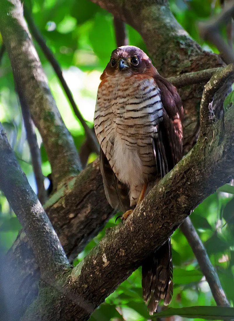 Barred forest falcon