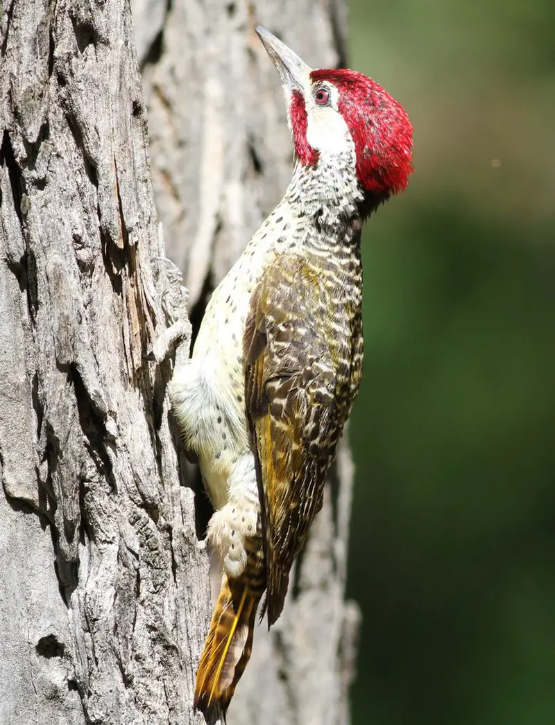 Bennett s woodpecker