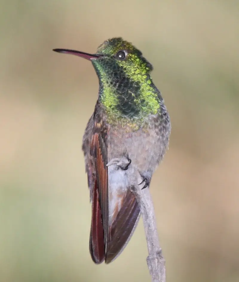 Berylline hummingbird