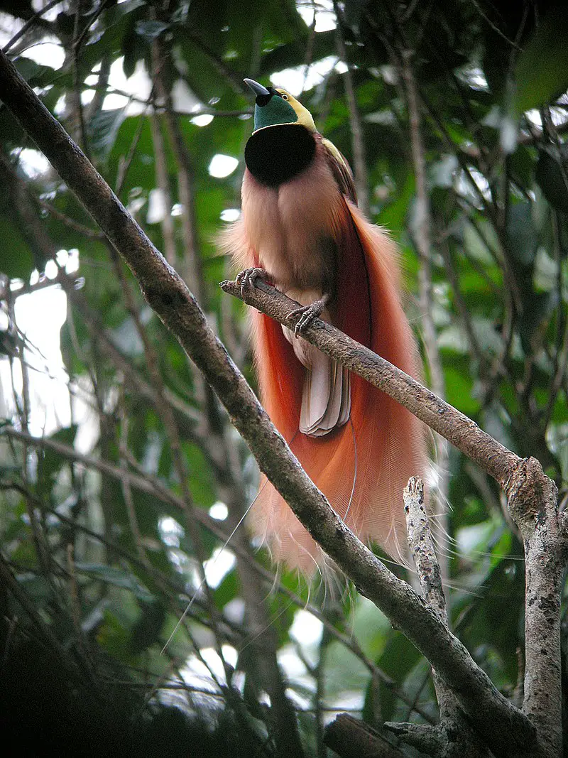 Birds-of-paradise