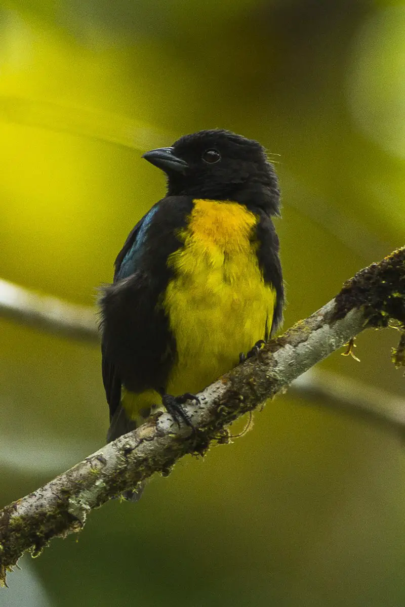 Black-and-gold tanager