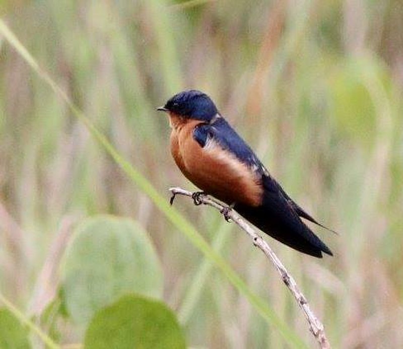 Black-and-rufous swallow